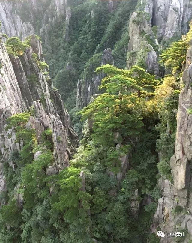 梦幻西游210联武神坛数据分析：猜阵容猜阵法，赛前博弈才是关键